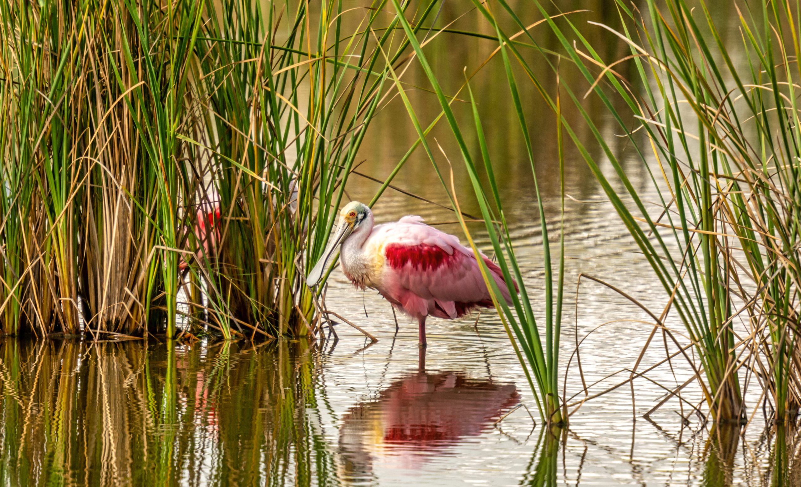 Birding On The Boardwalk