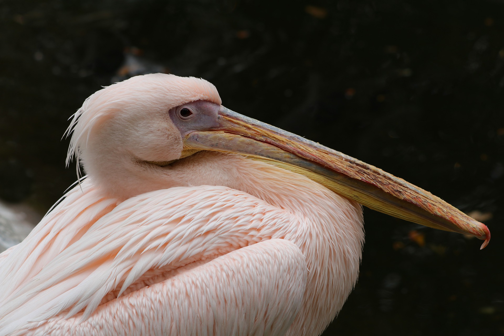 Enjoy birding and other fun Port Aransas spring events